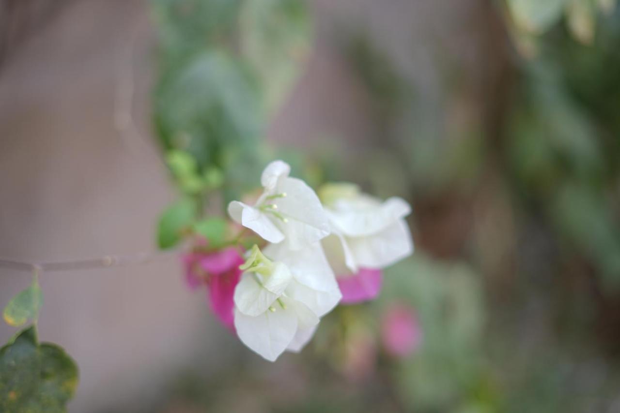 Villa Amarant - Private Garden With Pool Retreat Sanyang Exterior foto